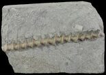 Archimedes Screw Bryozoan Fossil - Missouri #68674-1